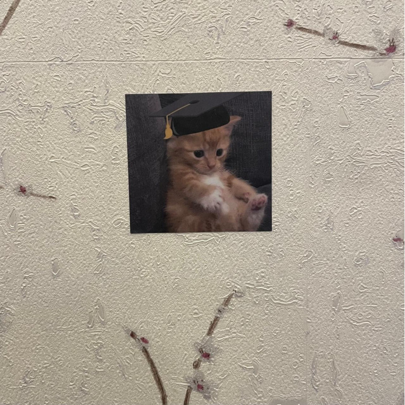 cute cat (graduation)