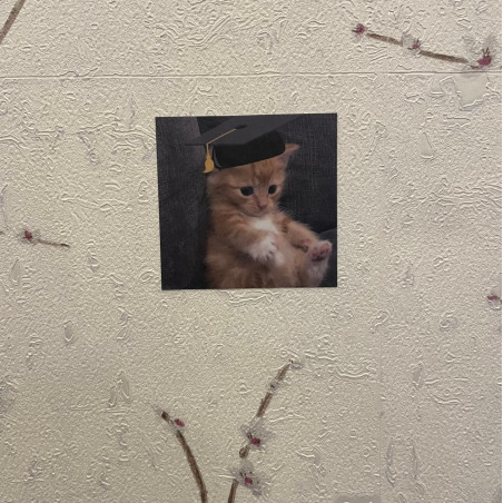 cute cat (graduation)