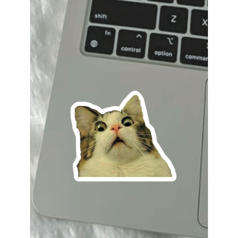 !! cat
