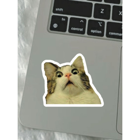 !! cat