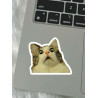 !! cat